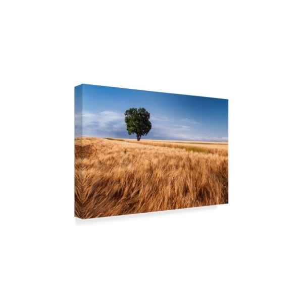 Michael Blanchette Photography 'Lone Tree In Wheat Field' Canvas Art,16x24